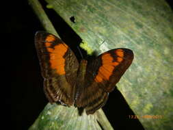 Image de <i>Adelpha mesentina</i>