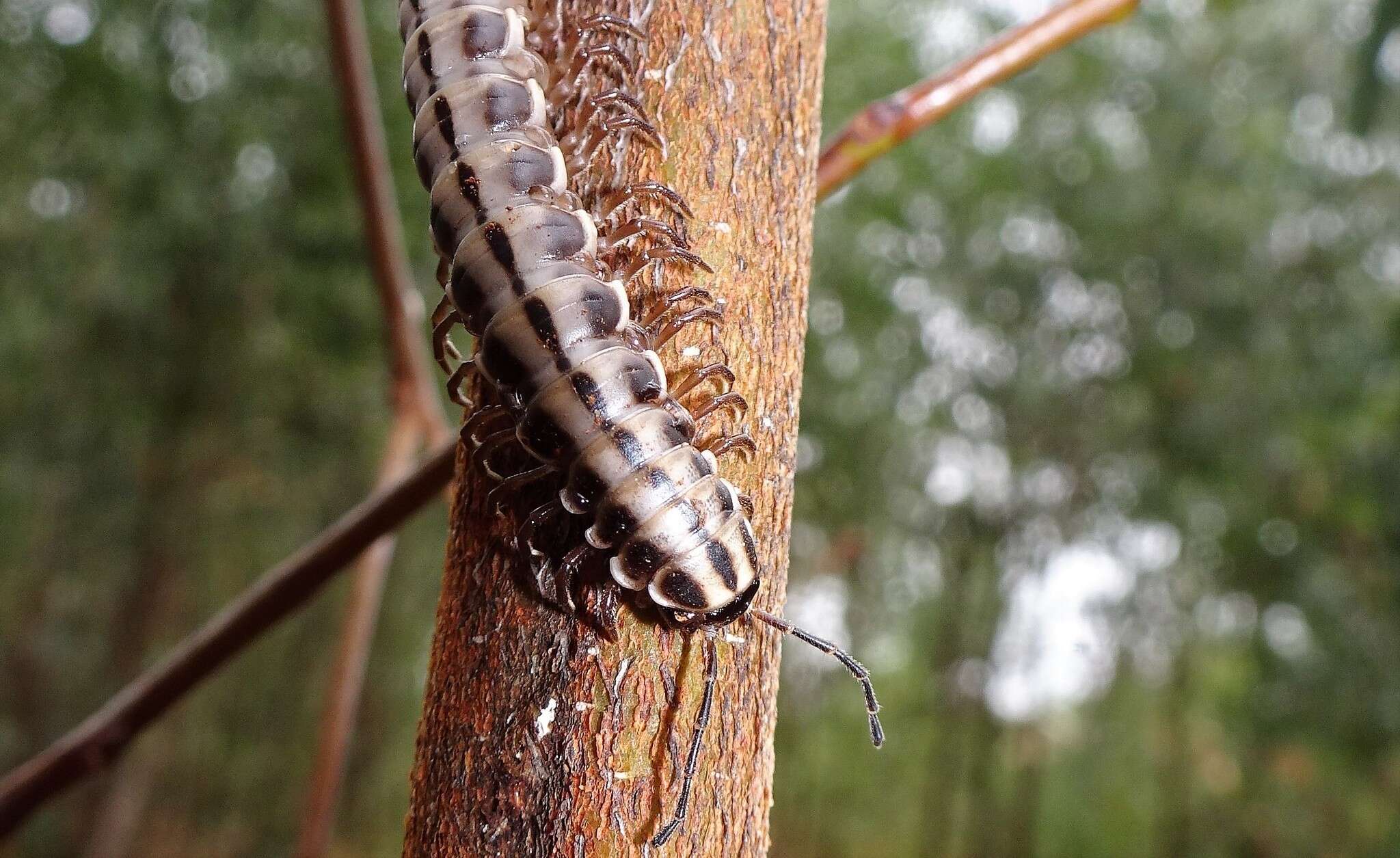 Image of Cladethosoma toowoomba Mesibov 2018