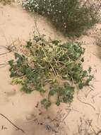 Image of sanddune unicorn-plant