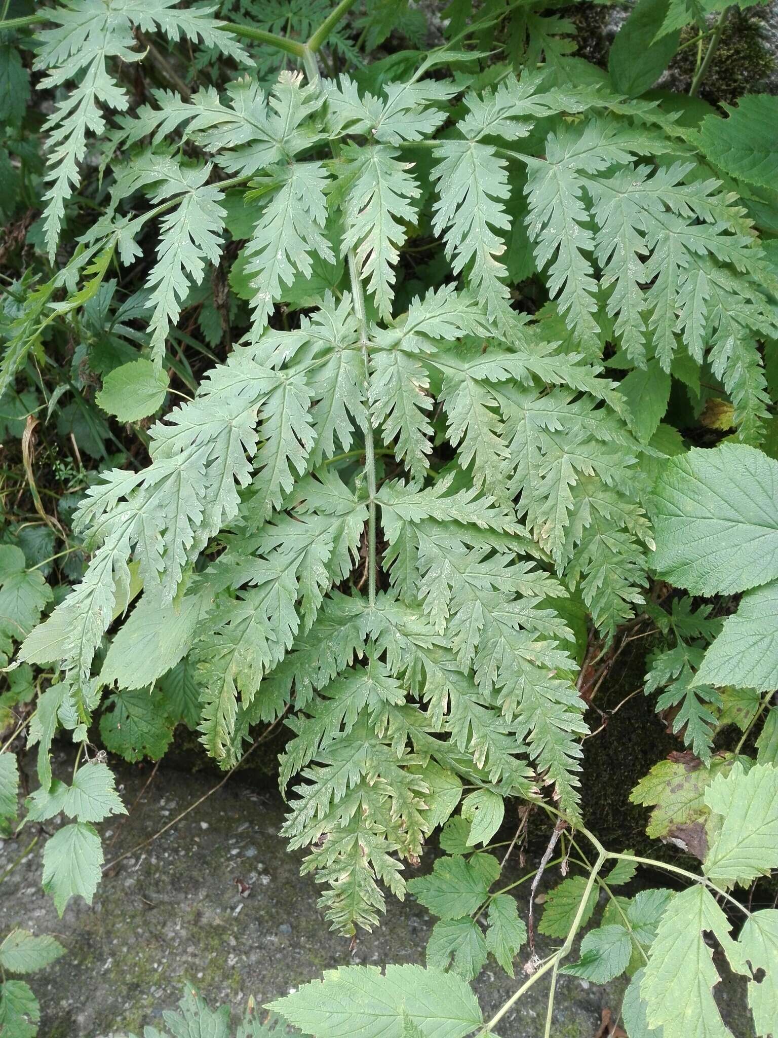 Imagem de Chaerophyllum villarsii W. D. J. Koch