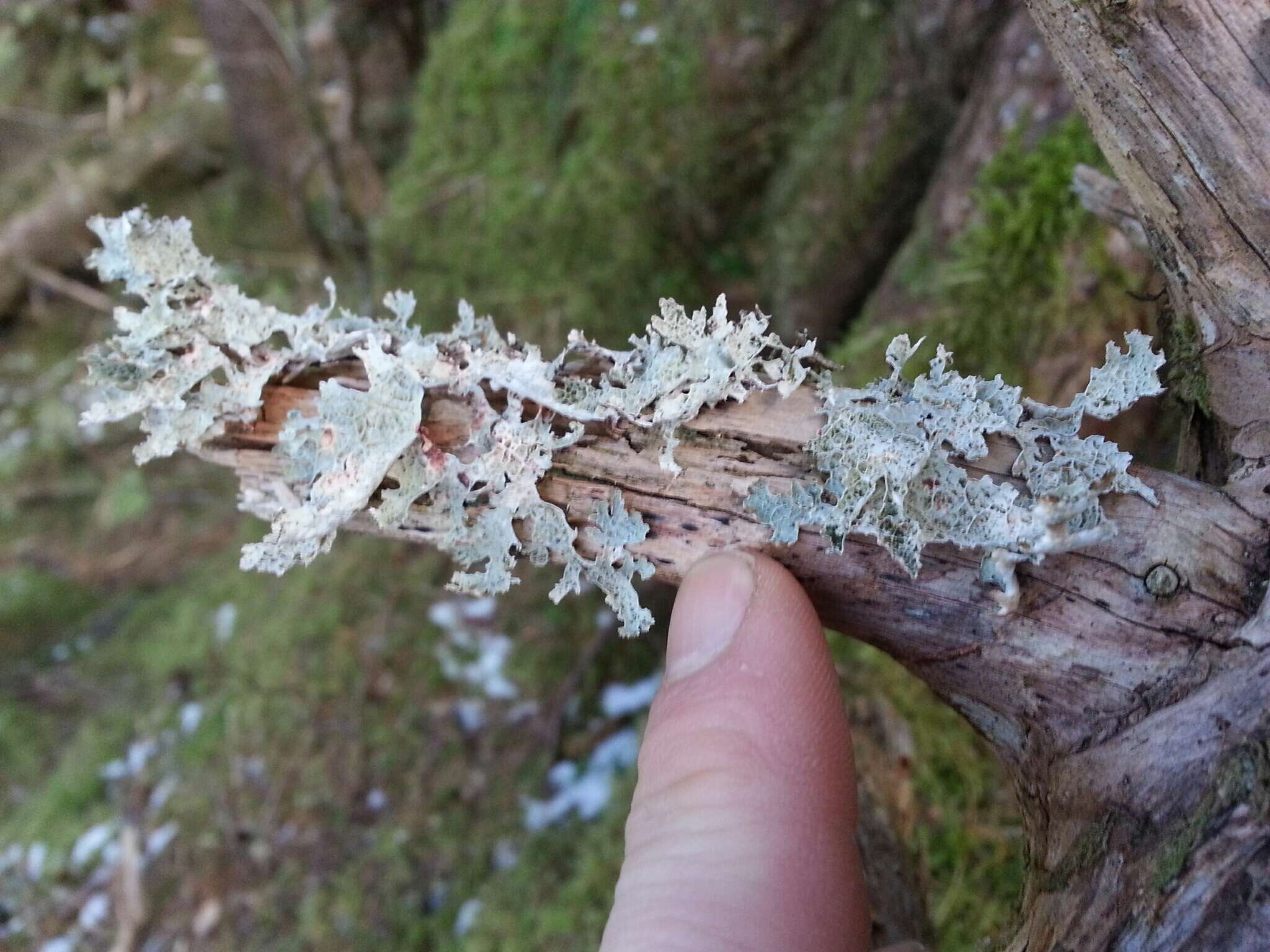 Image of ragged lichen