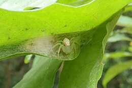 Image of Massuria bellula Xu, Han & Li 2008