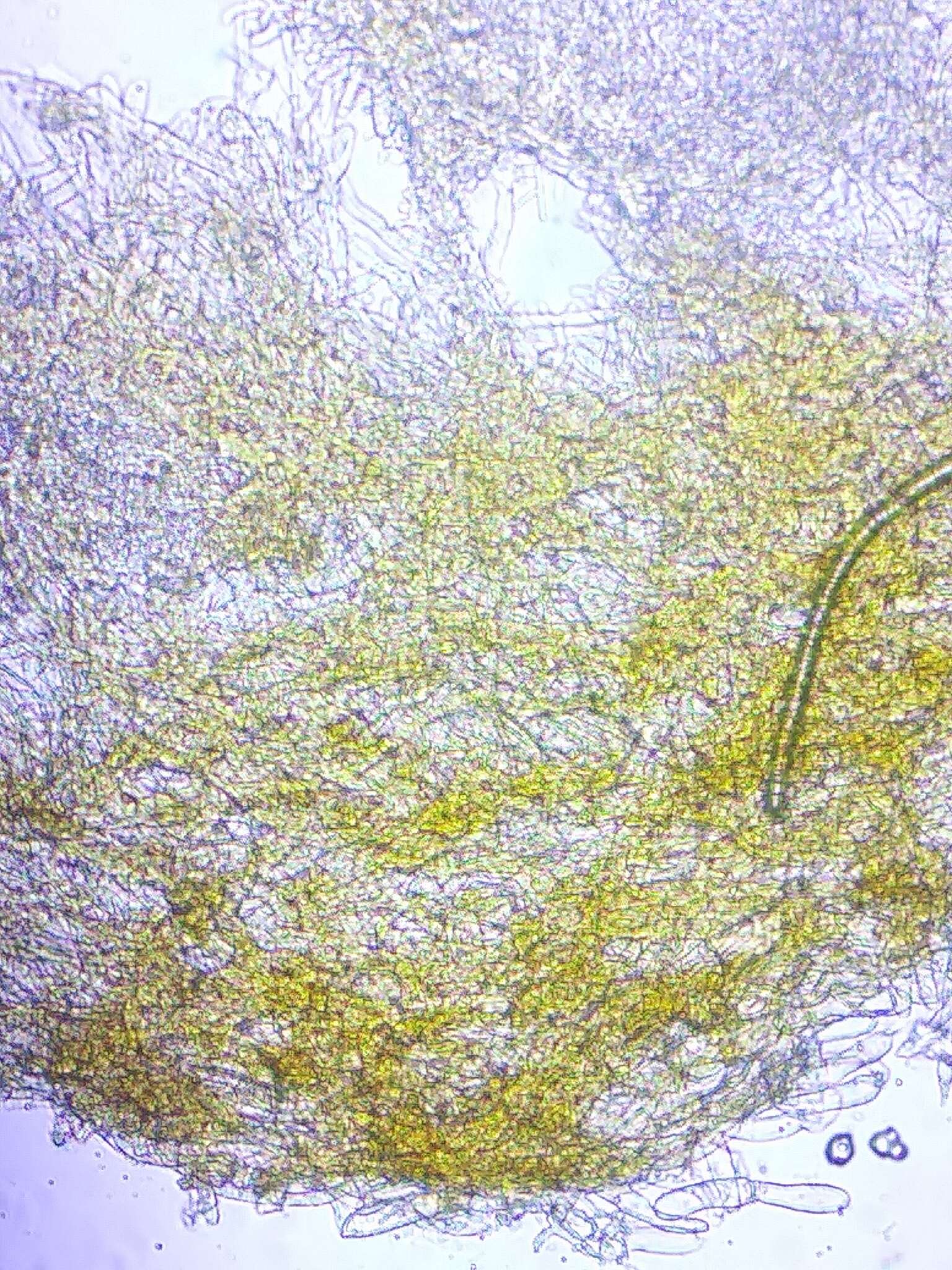 Image of Xeromphalina enigmatica R. H. Petersen 2015