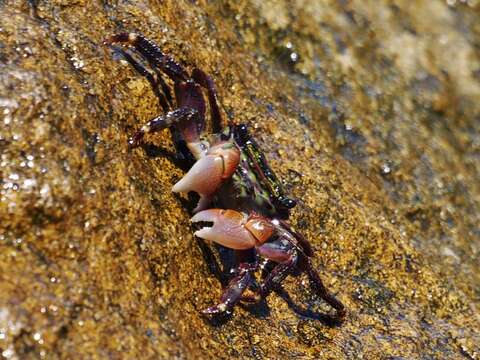 صورة Pachygrapsus crassipes Randall 1840