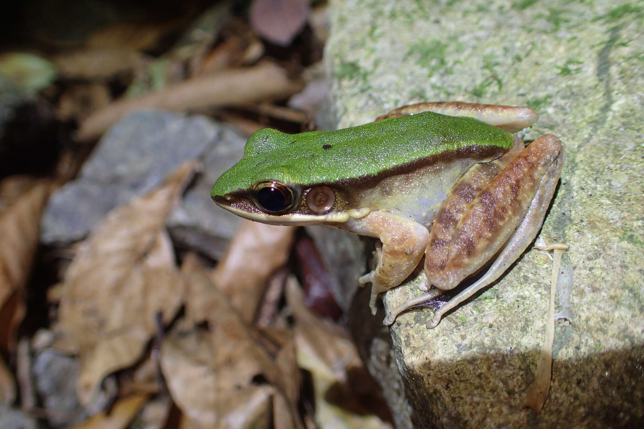 Image of large odorous frog