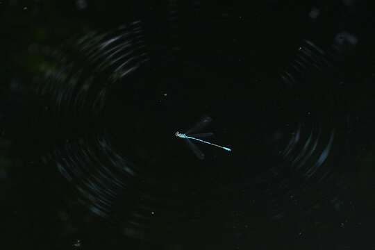 Image of Coenagrion aculeatum Yu & Bu 2007