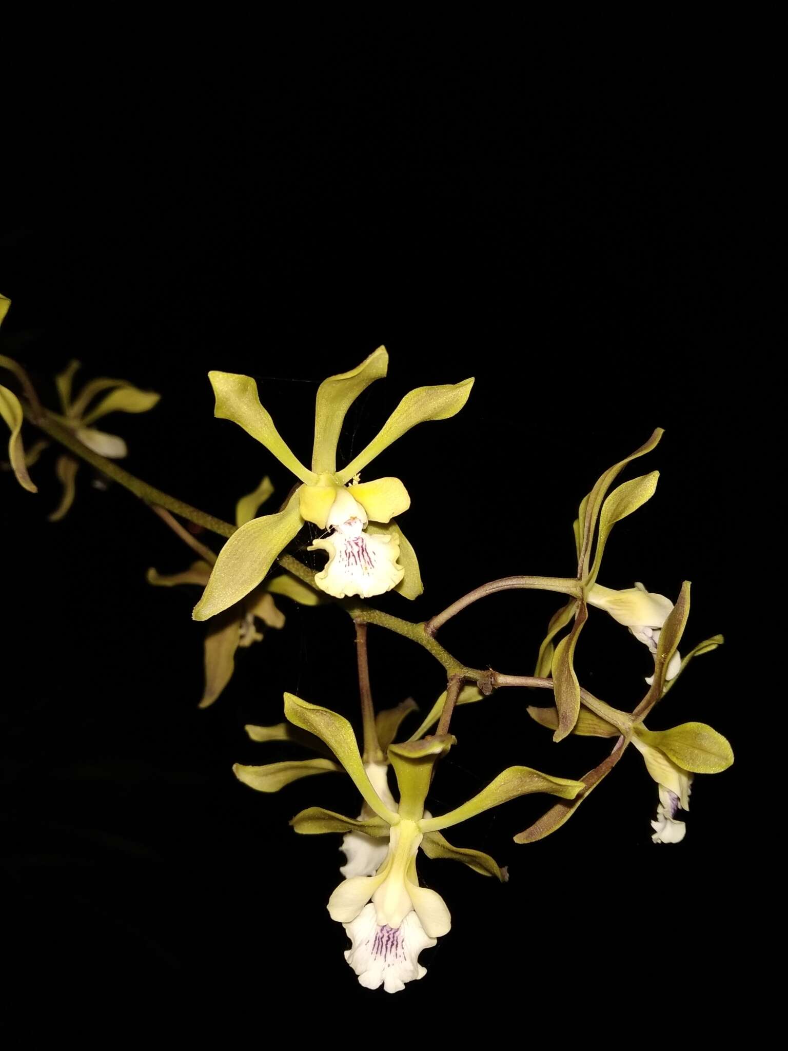 Image of Encyclia alata subsp. virella Dressler & G. E. Pollard