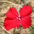 صورة Dianthus vladimiri Galushko