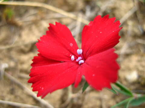 Dianthus vladimiri Galushko的圖片