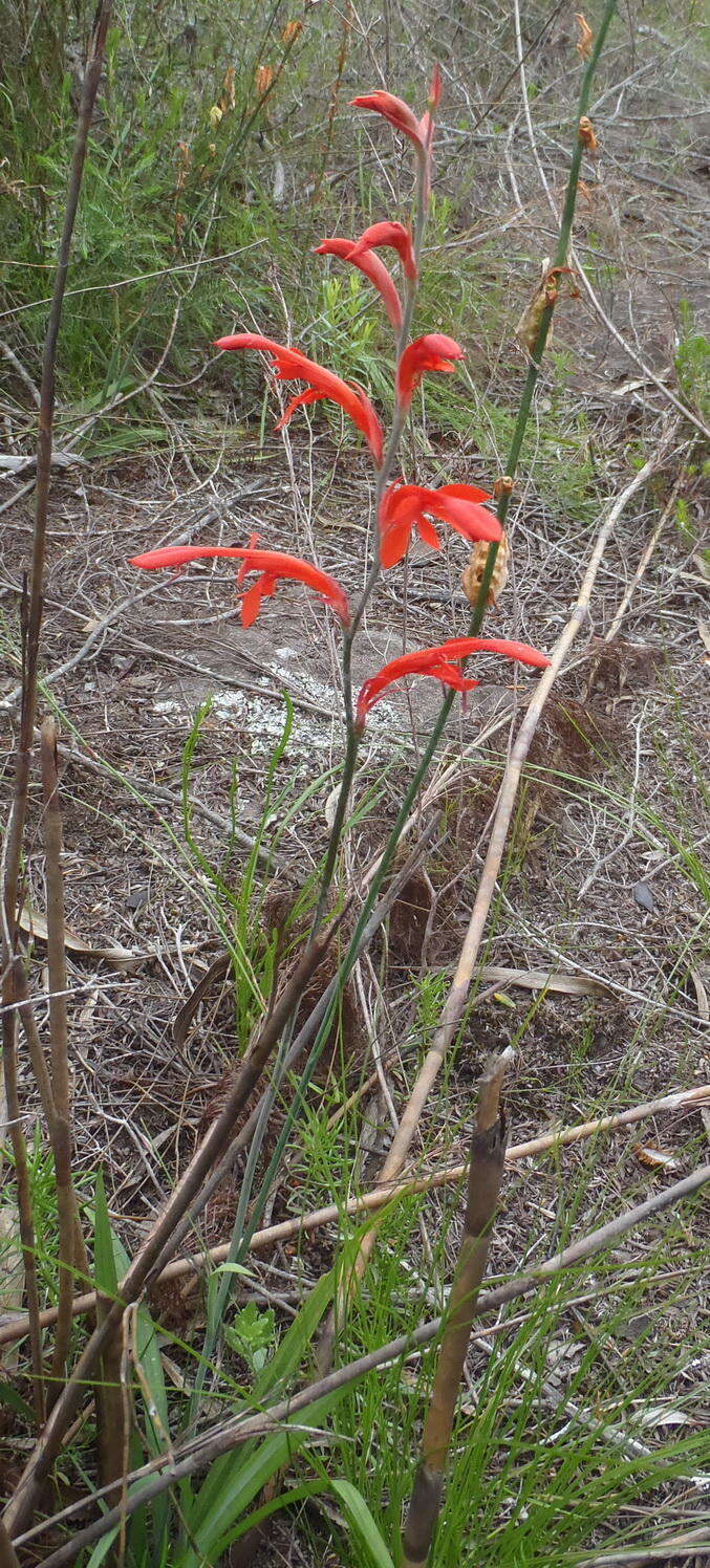 Image de Tritoniopsis caffra (N. E. Br.) Goldblatt & J. C. Manning