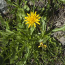 Image of Taraxacum stevenii (Spreng.) DC.