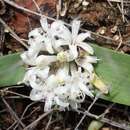 Image of Lachenalia ensifolia subsp. ensifolia