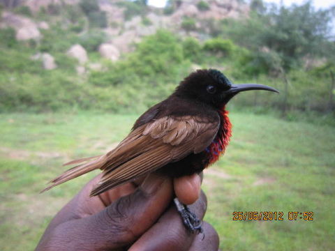 Image of Scarlet-chested Sunbird