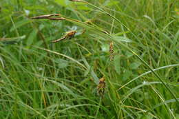 Image of Carex middendorffii F. Schmidt