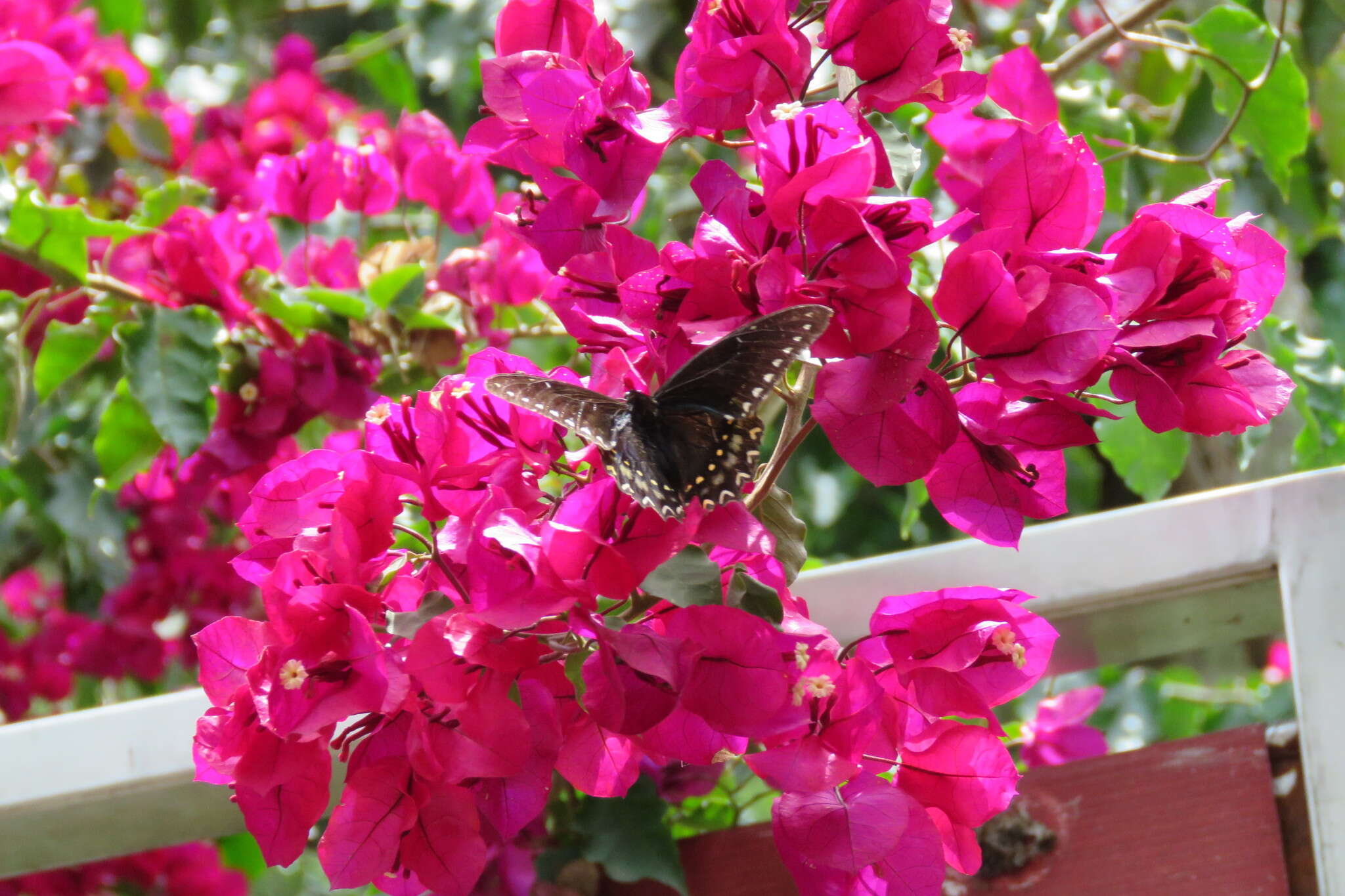 Image of Papilio menatius Hübner 1819