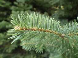 Image of Grecian Fir