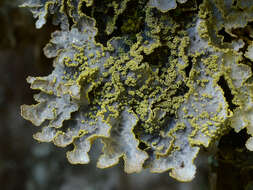 Image of Yellow specklebelly lichen