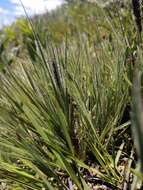 Image of Pongwa grass