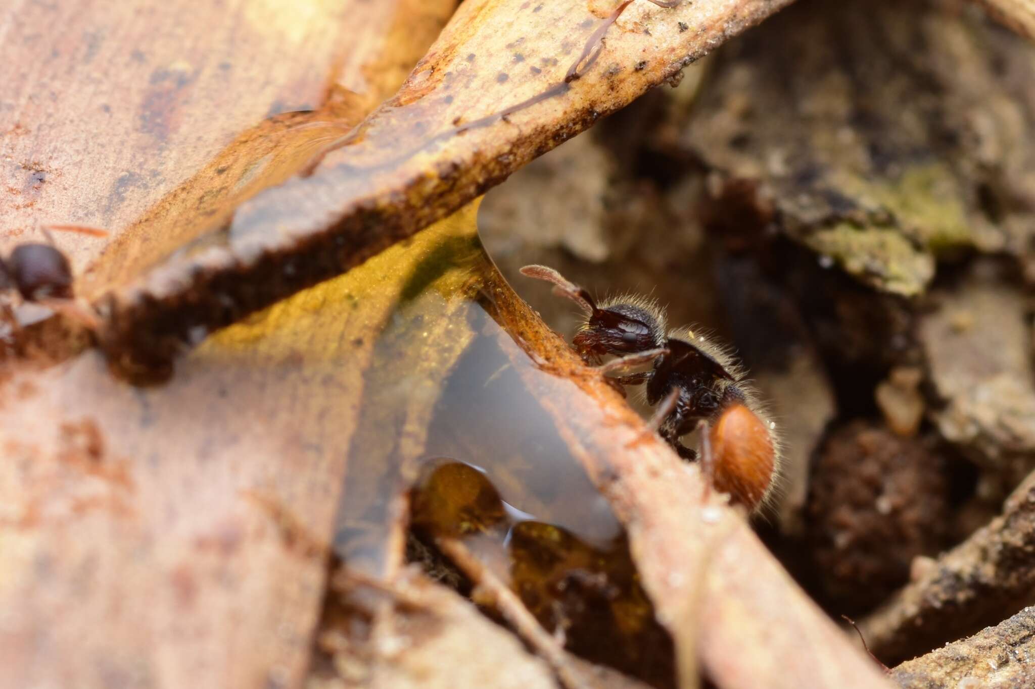 Image of Meranoplus hirsutus Mayr 1876