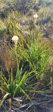 Image of Bulbinella nutans subsp. turfosicola (P. L. Perry) P. L. Perry