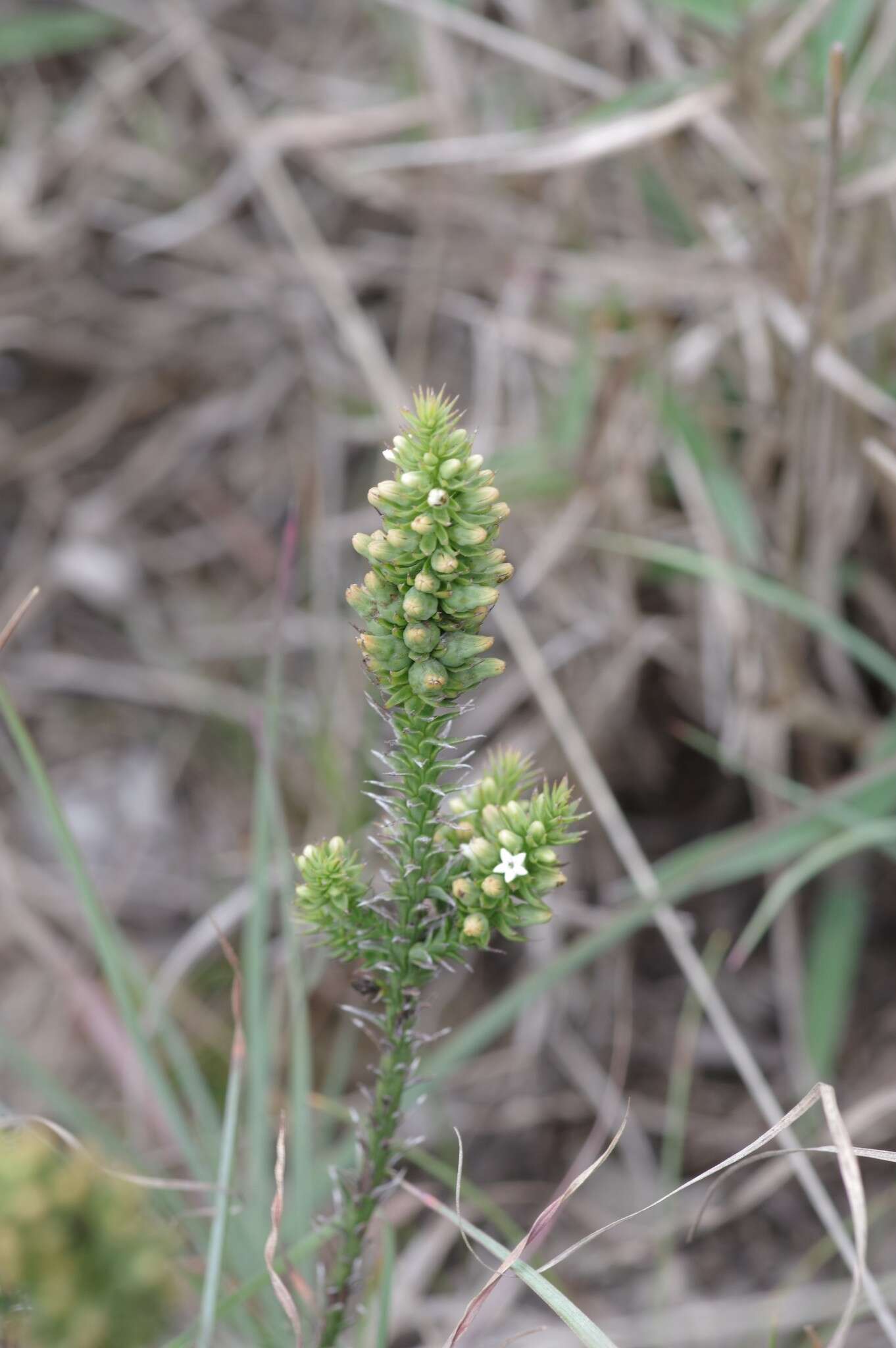 Image of Thesium gnidiaceum A. DC.