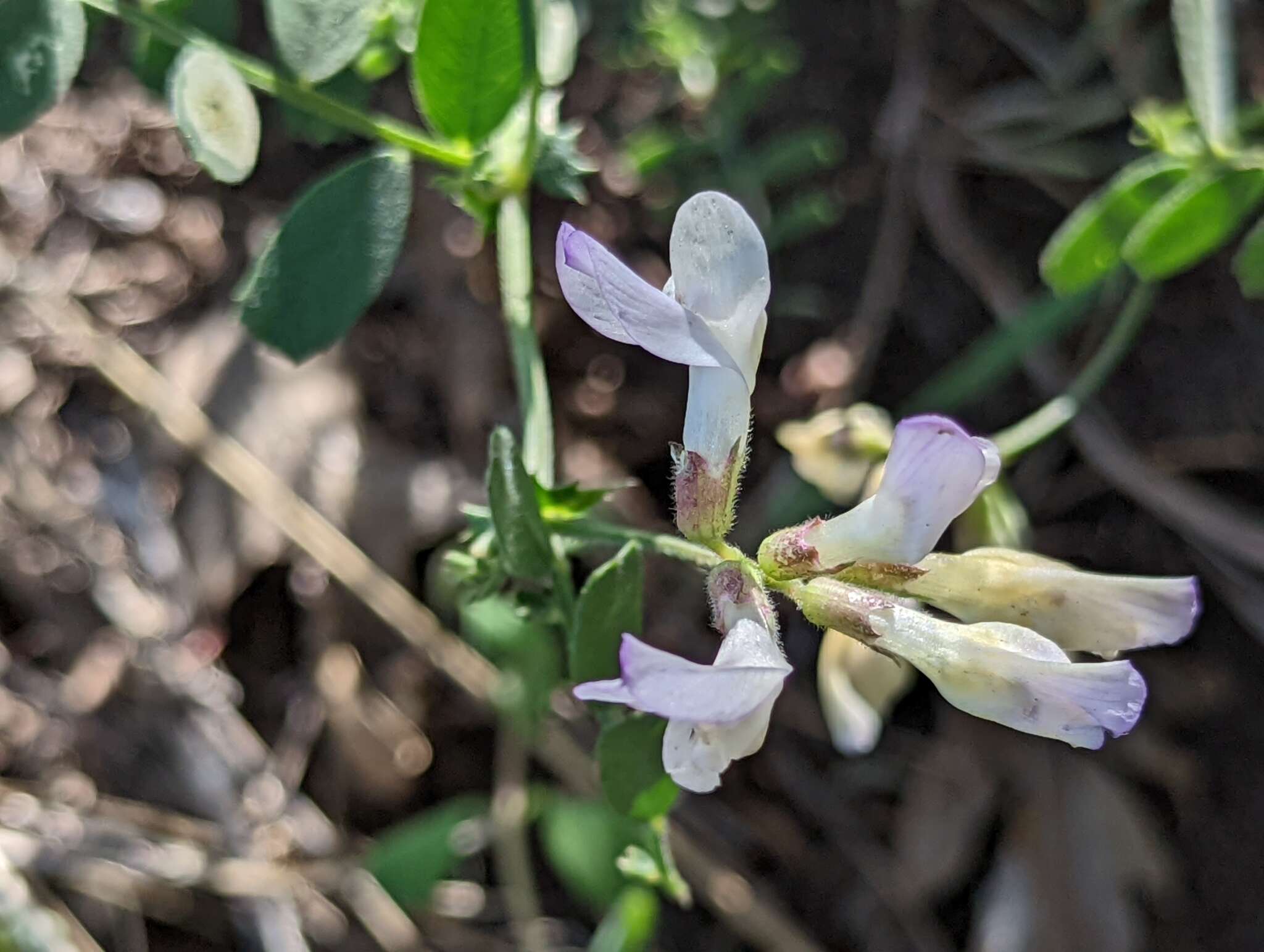 Imagem de Vicia americana subsp. americana