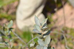 Imagem de Salix cordata Michx.