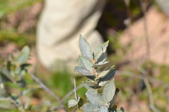 Imagem de Salix cordata Michx.