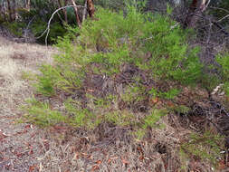 Image of gold-dust acacia