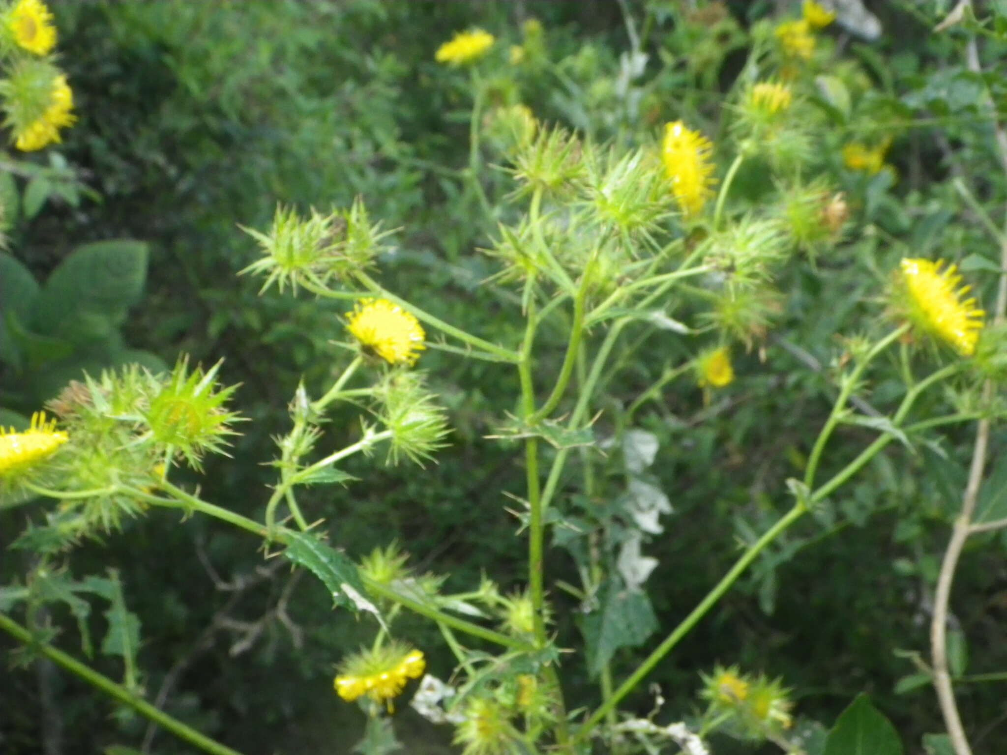 Image of Berkheya debilis Mac Owan