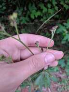 Image of stemless ironweed