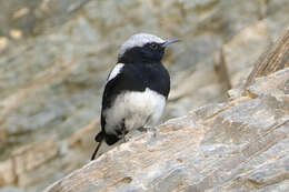 Image of Mountain Wheatear