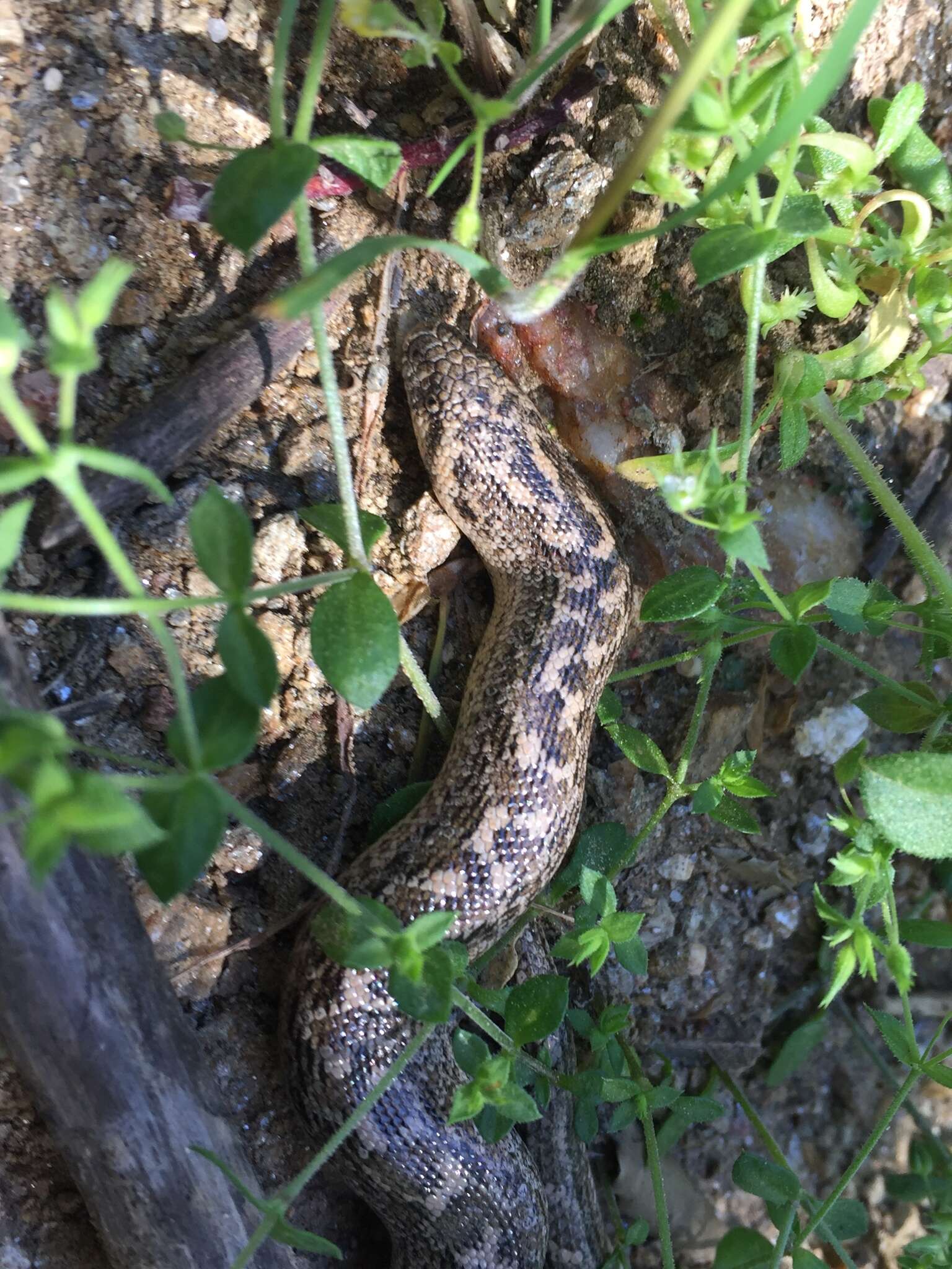 Image of Javelin Sand Boa