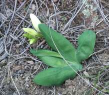 Image of Freesia caryophyllacea (Burm. fil.) N. E. Br.