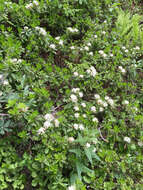 Image de Rhododendron columbianum (Piper) Harmaja