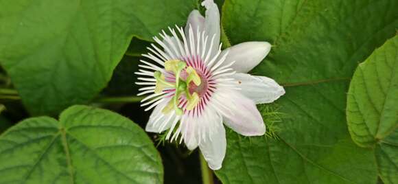 Sivun Passiflora foetida L. kuva