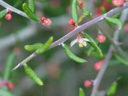 Image of Castela erecta subsp. texana (Torr. & A. Gray) Cronquist