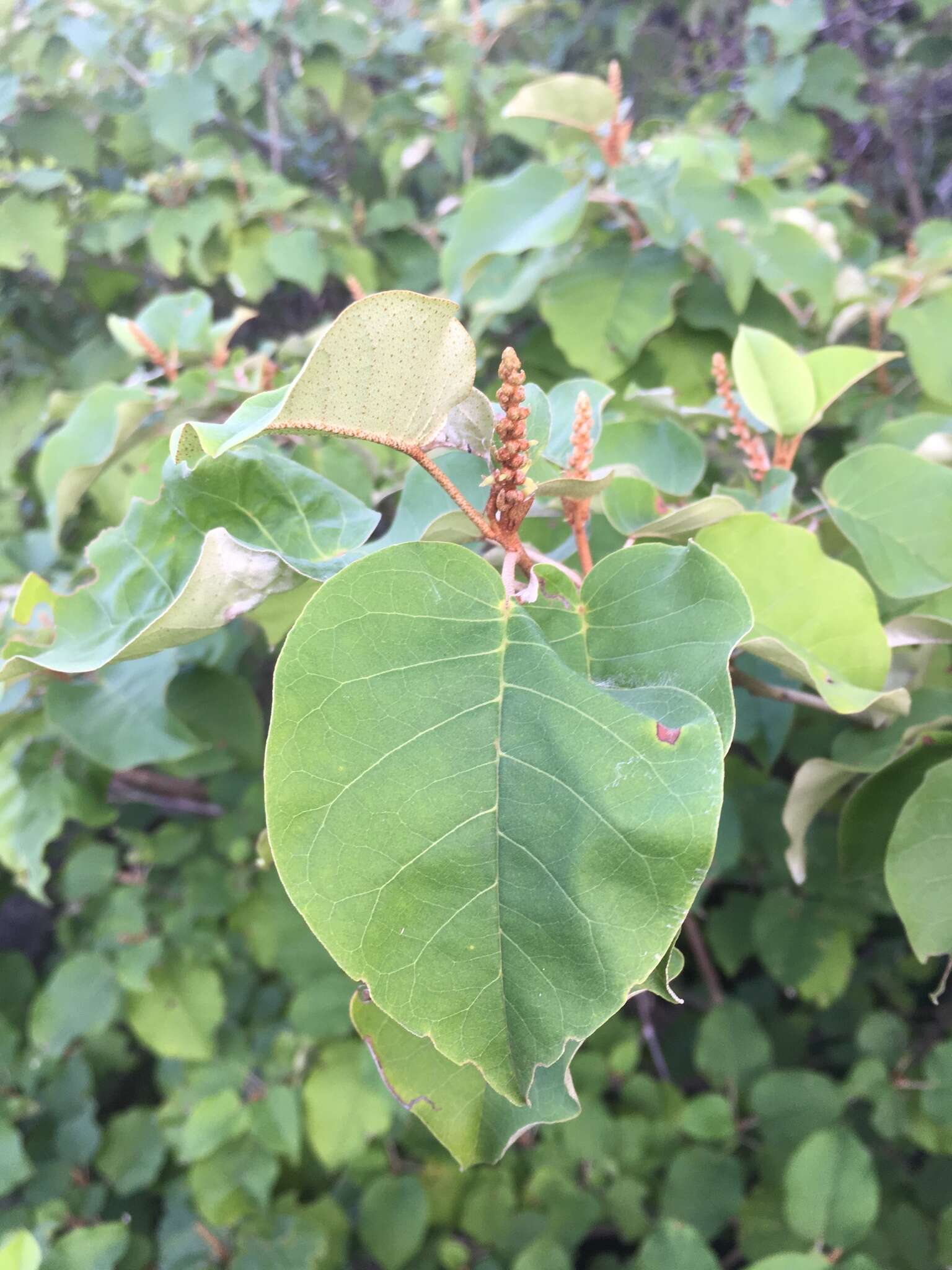 Croton bernieri resmi