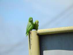 Image of Green-rumped Parrotlet