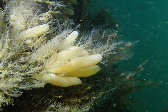 Image of Stalked Vase Sponge