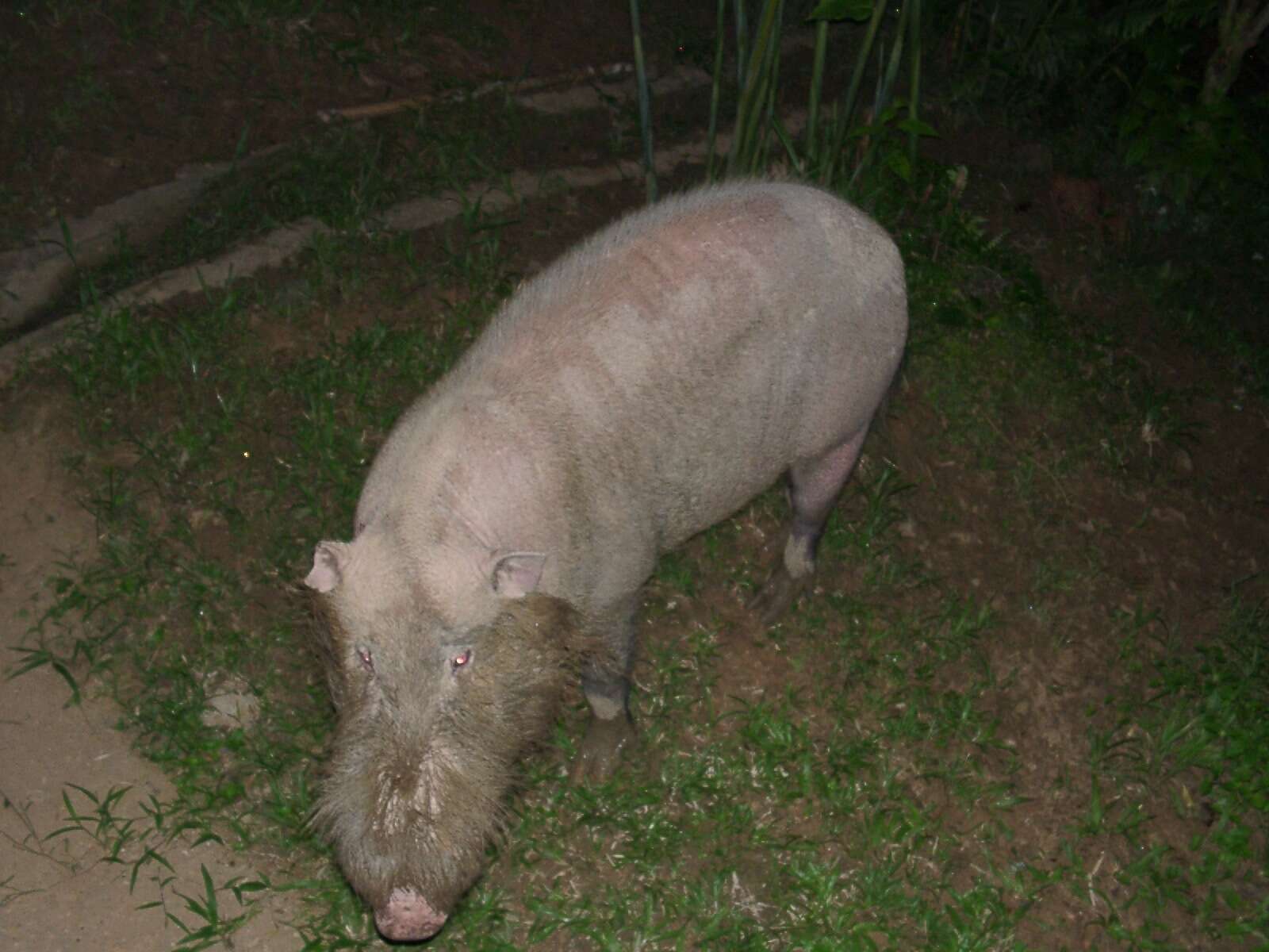 Image of Bearded Pig