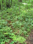 Image of Angelica cincta H. Boiss.