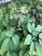 Image of Aralia cordata Thunb.