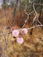 Image de Mimosa zygophylla A. Gray