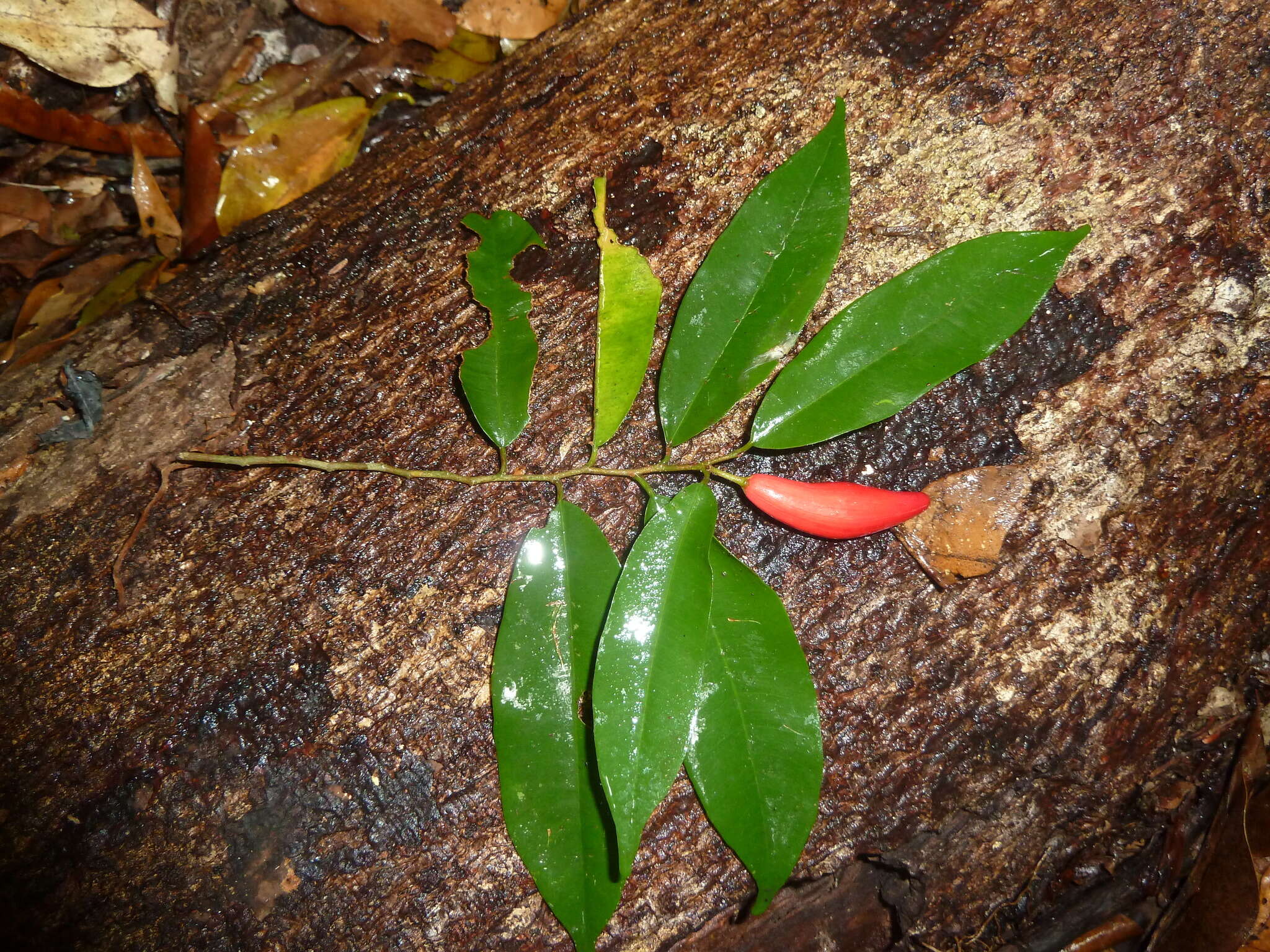 Image of Chrysophyllum moralesianum