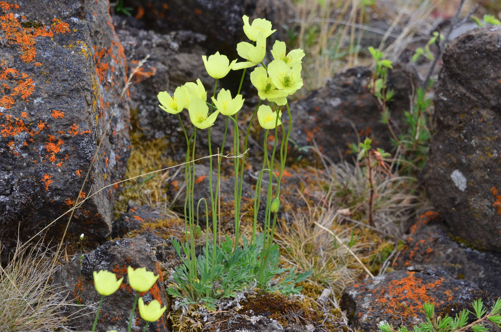 Слика од Papaver pulvinatum subsp. lenaense A. I. Tolmachev