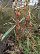 Image of Lasiopetalum ferrugineum Sm.