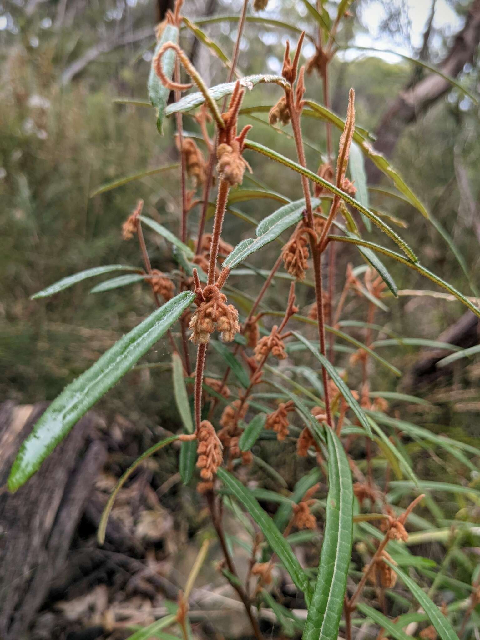 Imagem de Lasiopetalum ferrugineum Sm.