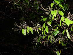 Rinorea paniculata (C. Martius) Kuntze resmi