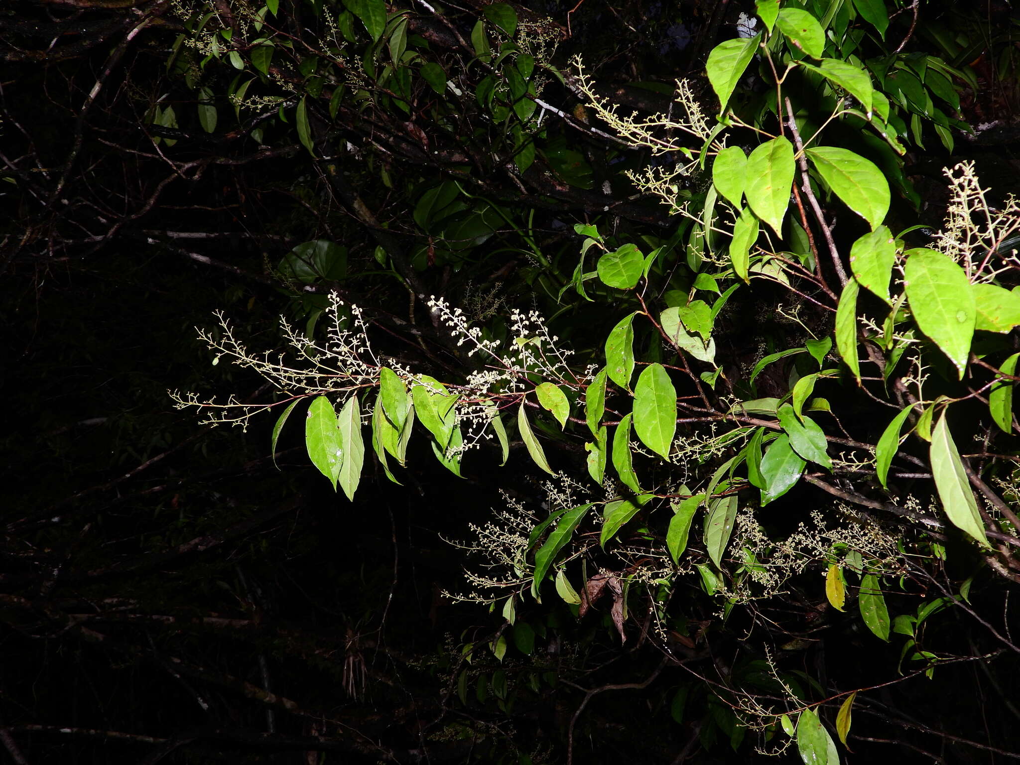 Image of Rinorea paniculata (C. Martius) Kuntze